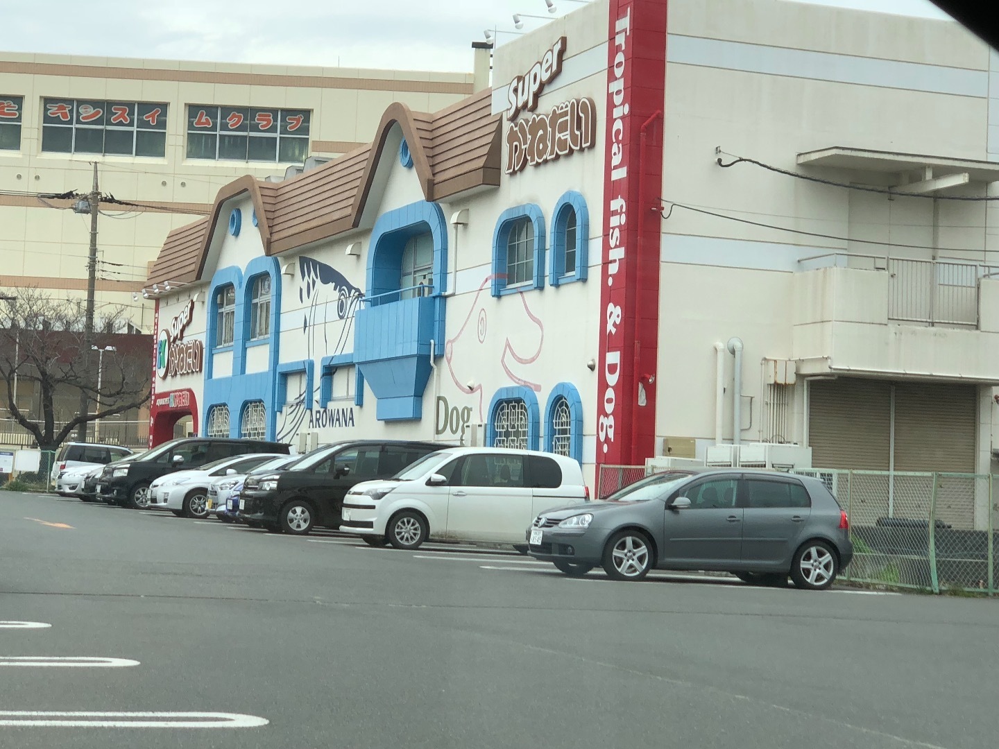 水槽設置依頼 一日で魚まで入れる水槽立ち上げ術 魚信いざらん らんちゅう アクアリウムブログ