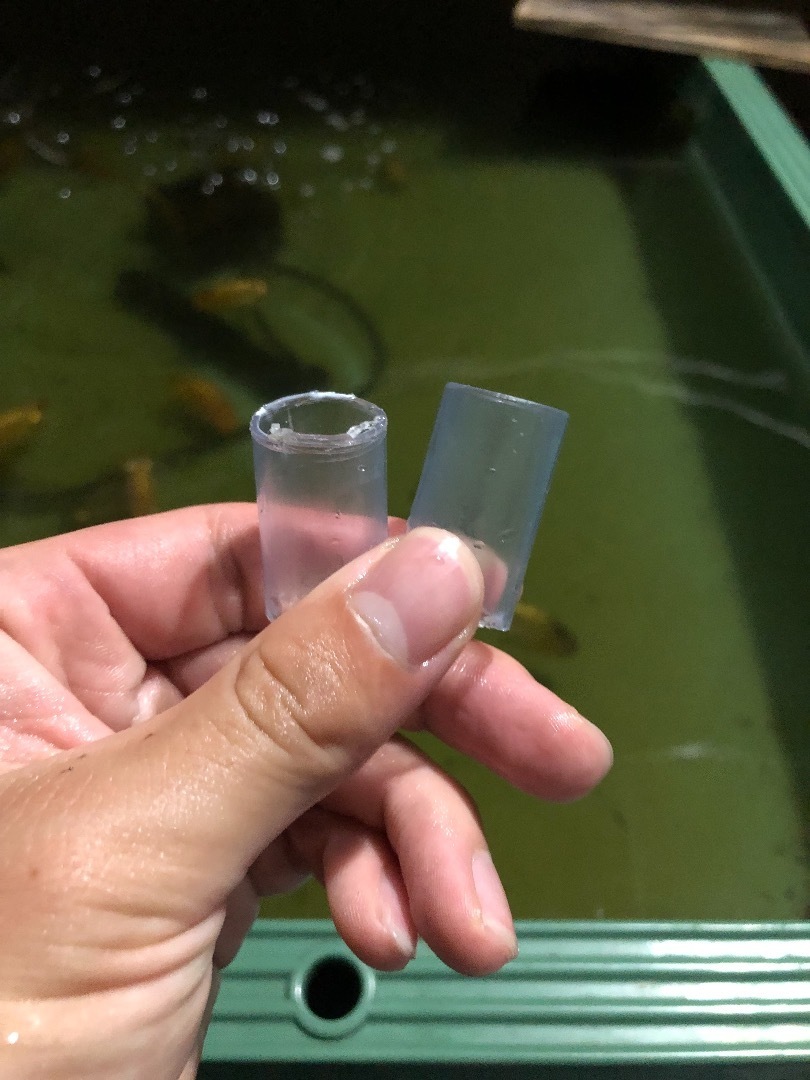 らんちゅうを泳がせるために 濾過ボーイ パワーアップパイプ 魚信いざらん らんちゅう アクアリウムブログ