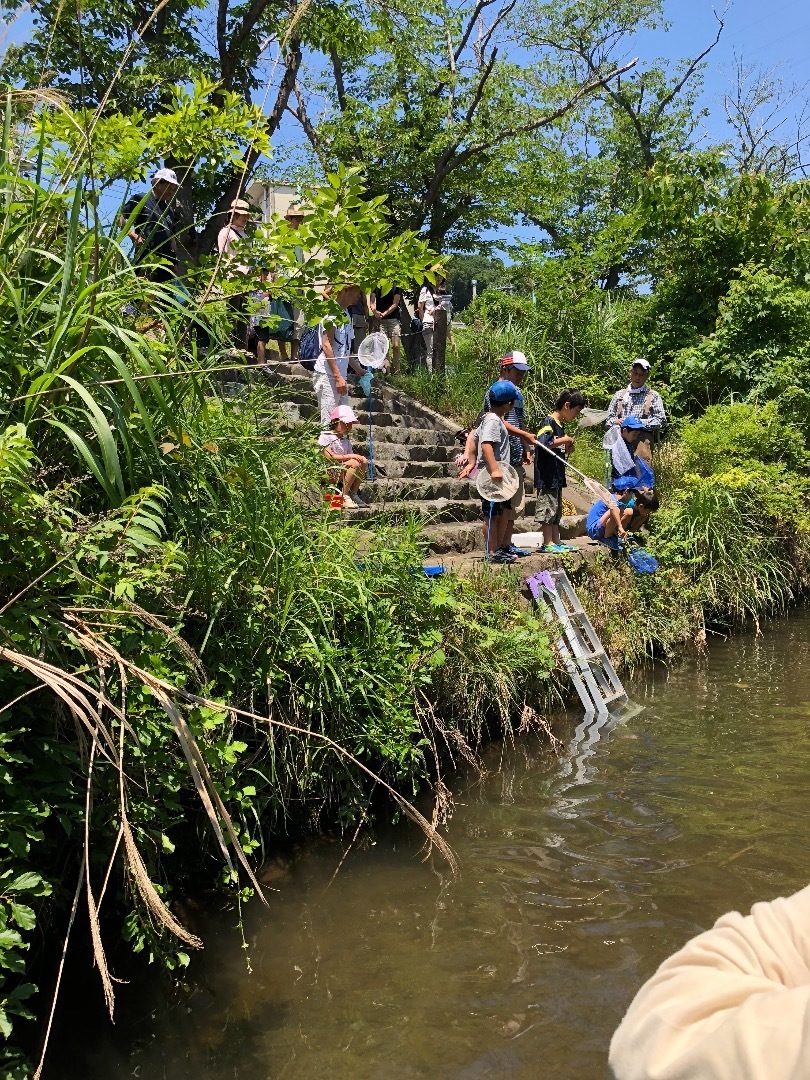 地域交流 地元の川で生き物観察 開講 のお手伝い 魚も沢山獲れて小学生も笑顔いっぱい 魚信いざらん らんちゅう アクアリウムブログ