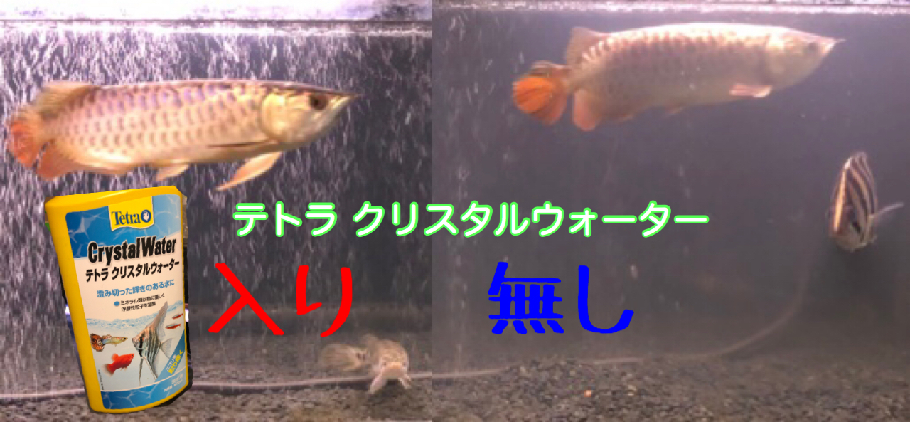 白濁りにサヨナラ 透明な水になるテトラ クリスタルウォーターを使ってみました 魚信いざらん らんちゅう アクアリウムブログ