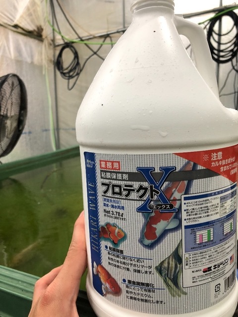 キョーリン プロテクトエックス 業務用：３.７８Ｌ 粘膜保護剤 水質調整