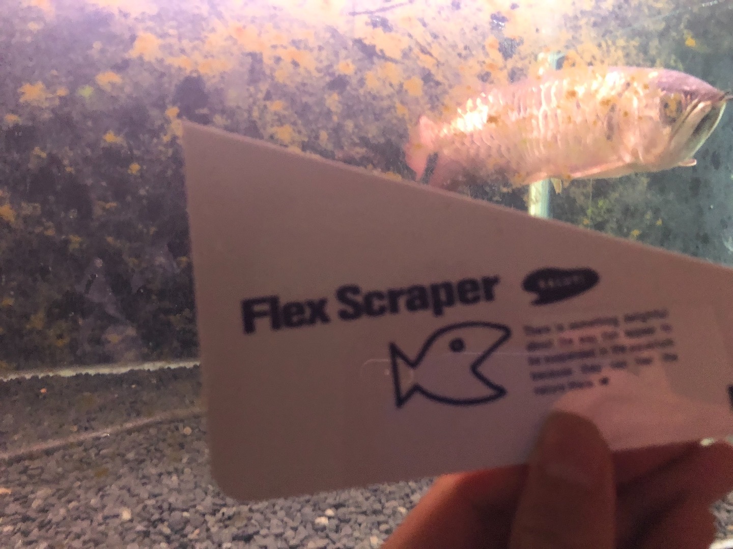 水槽面のコケ取りが簡単 フレックススクレイパーの紹介 魚信いざらん らんちゅう アクアリウムブログ