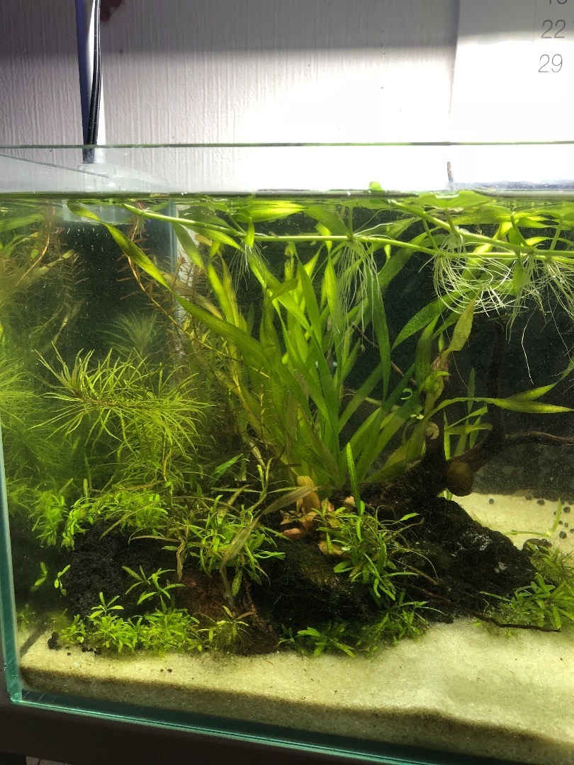 水草レイアウト水槽 水草を植え付けて1ヶ月後のメンテナンス 魚信いざらん らんちゅう アクアリウムブログ