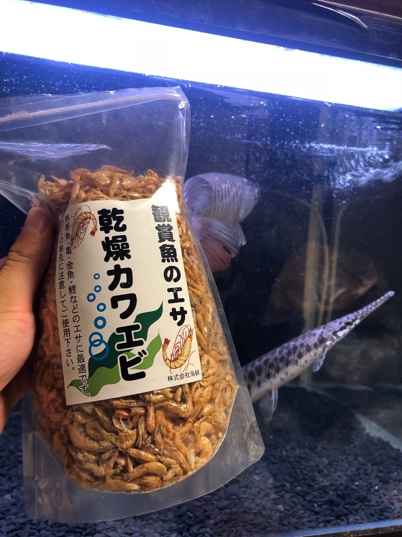 うちのグルメなアロワナために色々な餌を用意しました！: 魚信いざらん らんちゅう・アクアリウムブログ