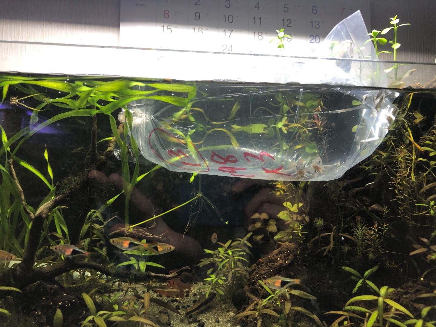 4月日 レイアウト水槽に 水槽の掃除屋さん 赤コリ コリドラス を入れました 魚信いざらん らんちゅう アクアリウムブログ 4月日 レイアウト水槽に 水槽の掃除屋さん 赤コリ コリドラス を入れました 魚信いざらん らんちゅう アクアリウムブログ