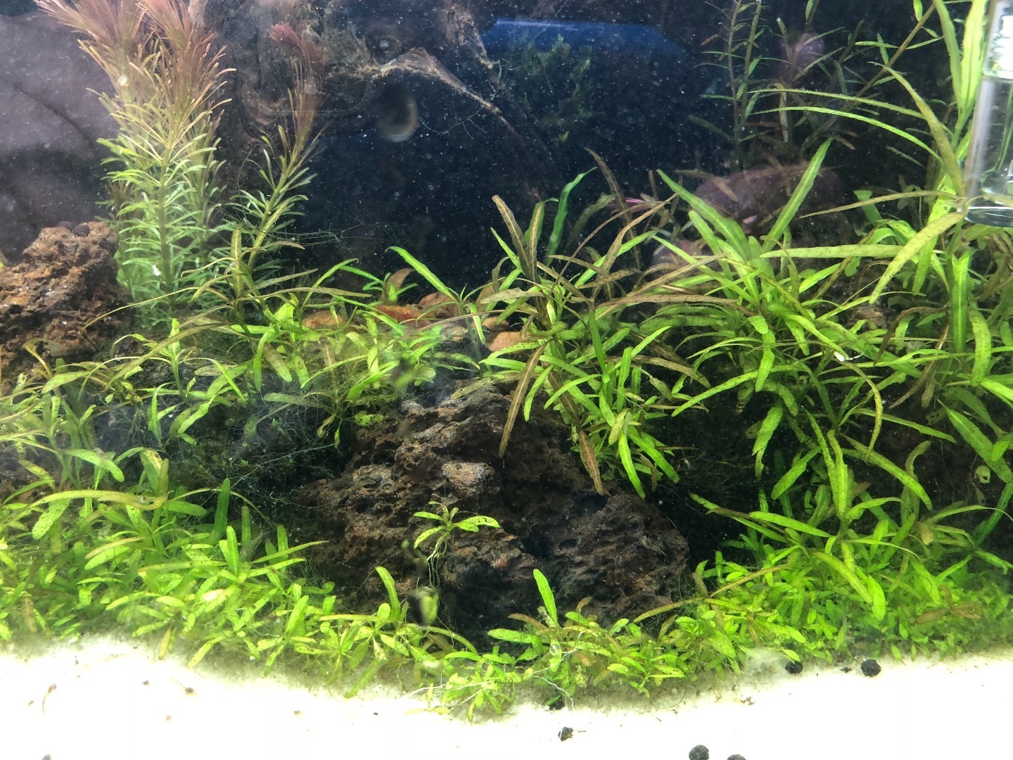 水草レイアウト水槽 水草を植え付けて1ヶ月後のメンテナンス 魚信いざらん らんちゅう アクアリウムブログ