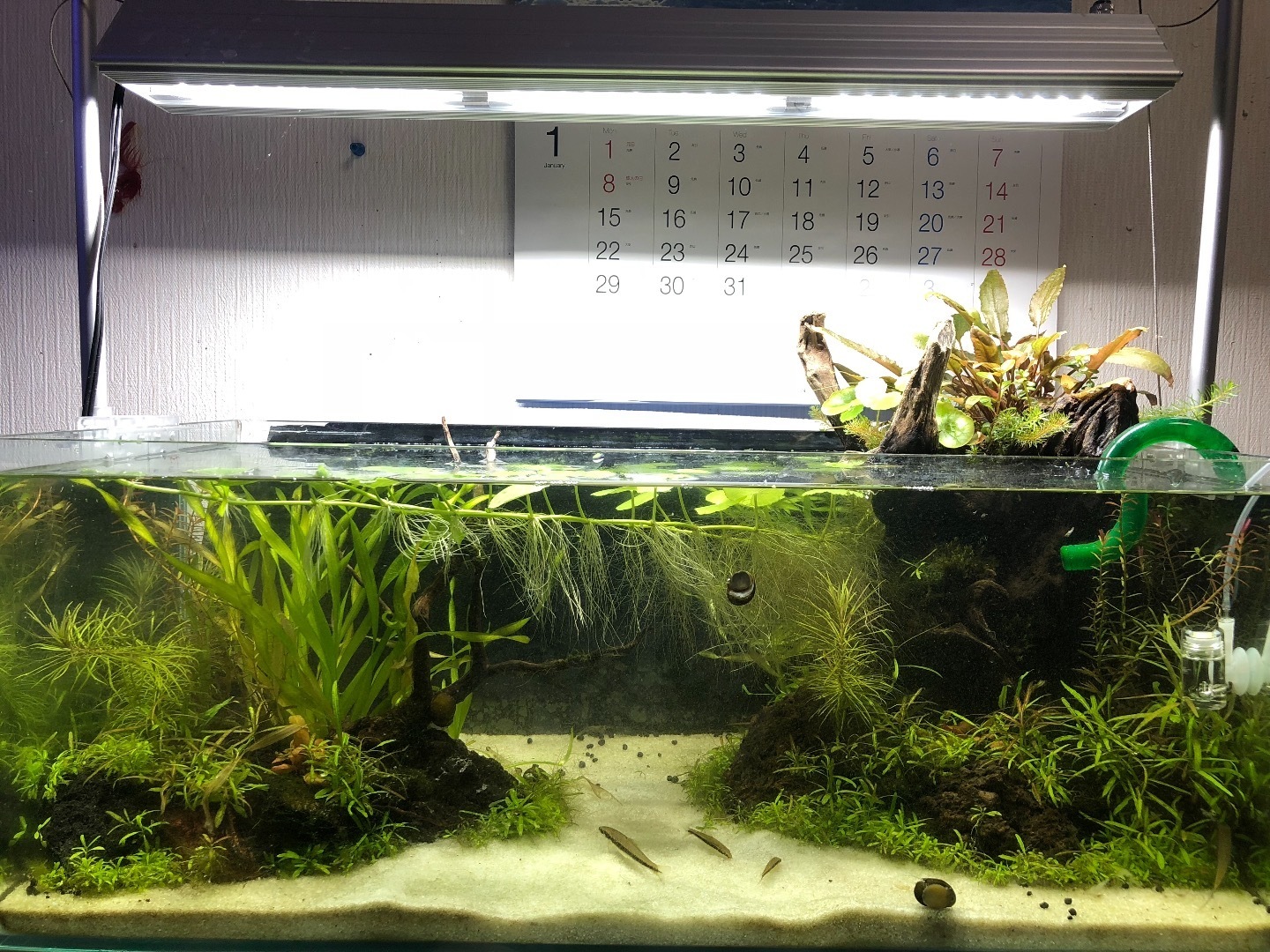 水草レイアウト水槽 水草を植え付けて1ヶ月後のメンテナンス 魚信いざらん らんちゅう アクアリウムブログ