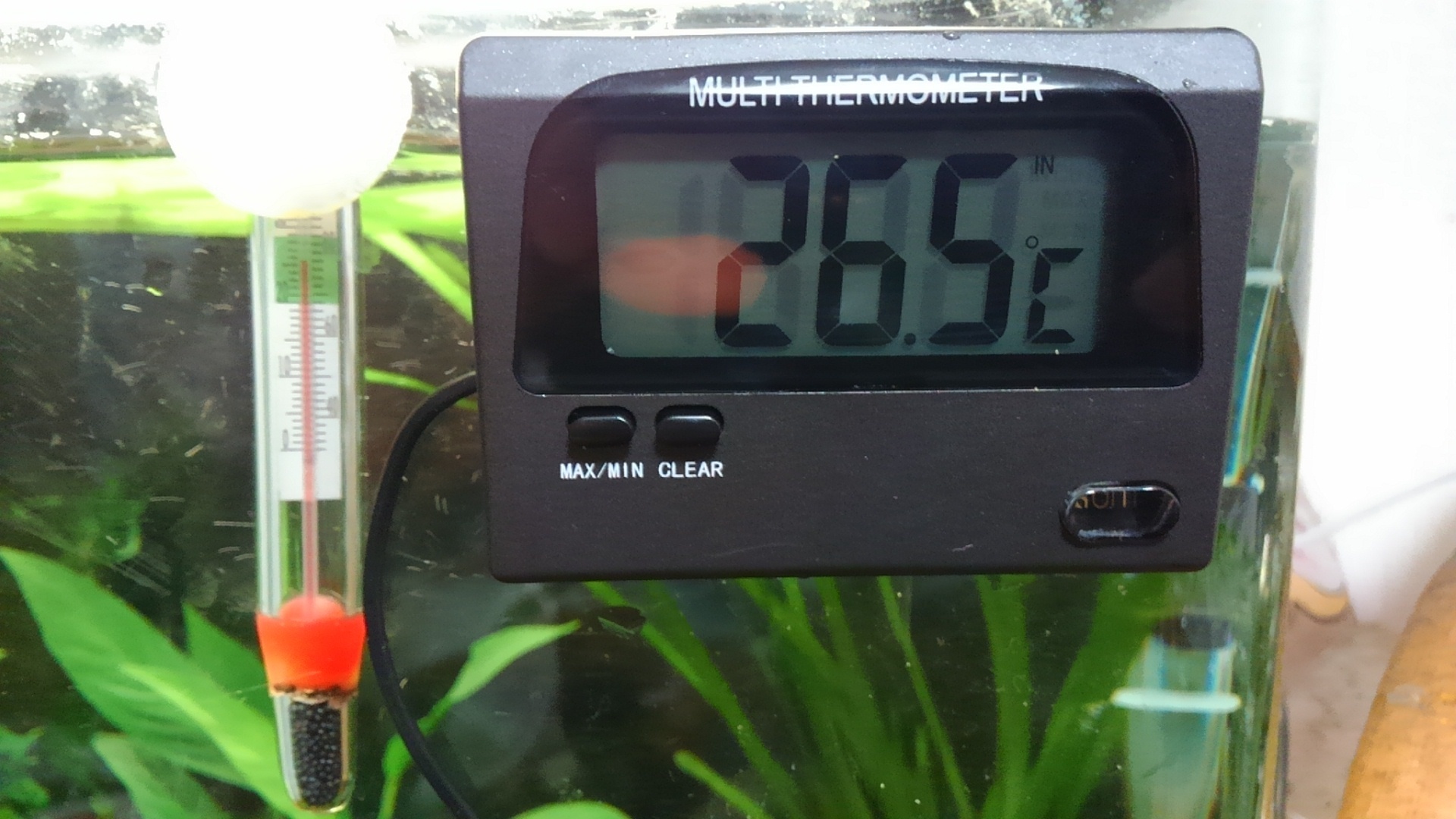最高最低温度が計れるデジタル温度 水温計 魚信いざらん らんちゅう アクアリウムブログ