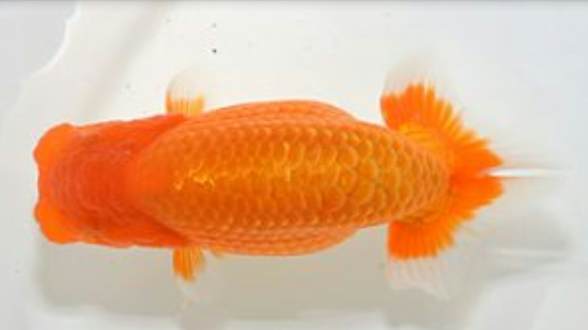 湘南らんちゅう会 優等魚 魚信いざらん らんちゅう アクアリウムブログ